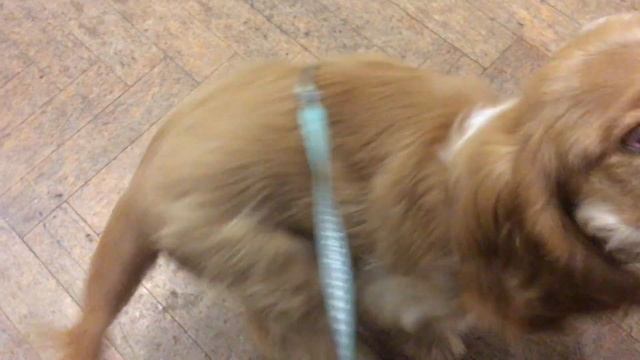 Duncan Disorderly completes puppy classes practices tricks and earns Rosette смотреть онлайн