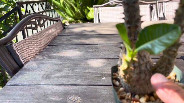 Pachypodium Baronii Windsorii смотреть онлайн