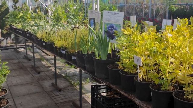 Декоративные, а так же плодовые деревья и кустарники_ Садовый центр в Никитском 15 июля 2021._.mp4 смотреть онлайн