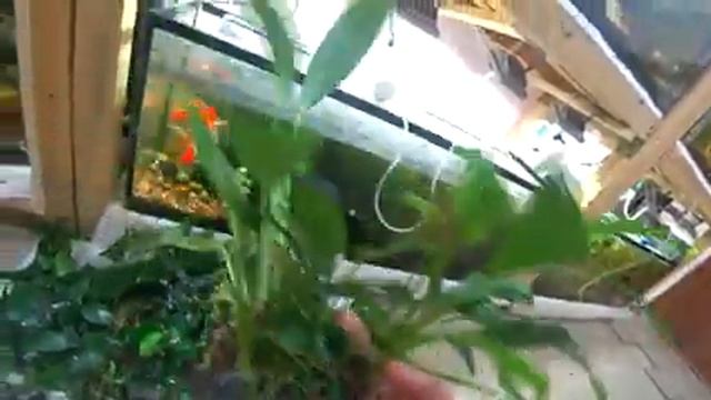 ЭХ РЕБЯТА...хорошая была система выращивания растений и рыб