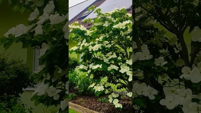 Какая Нежность!Кизил декоративный цветущий #shorts смотреть онлайн