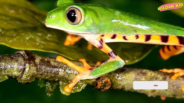 Guess the Animal by sound | A Fun Way to Learn Animal NAMES in English смотреть онлайн