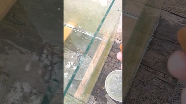 Как отмыть аквариум. смотреть онлайн