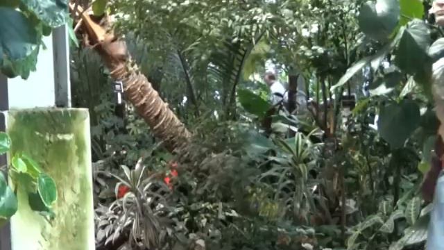 VII Фестиваль «Тропическая зима» в «Аптекарском огороде» смотреть онлайн