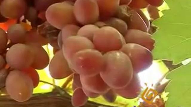 Виноград: Виктория смотреть онлайн