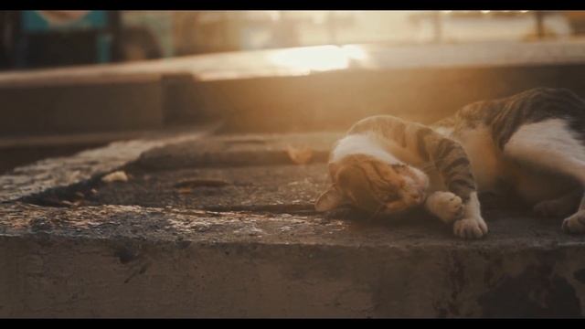 Уход за КОТАМИ и КОШКАМИ смотреть онлайн
