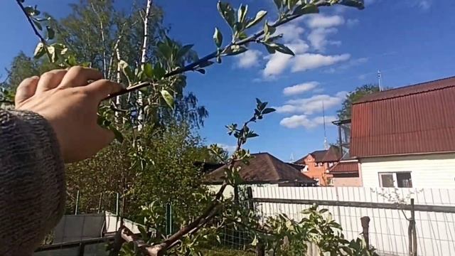 Пенёк при обрезке! Можно ли оставлять, или обрезать принципиально на кольцо. ИМХО. смотреть онлайн