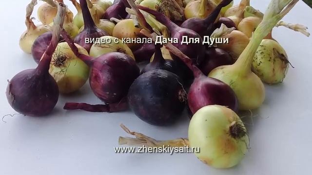 Нюансы и условия хранения ЛУКА в квартире смотреть онлайн