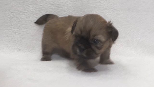 Мальчик смотреть онлайн