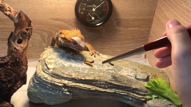 Дракарис аппетитно чавкает! Любимое лакомство бородатой агамы. смотреть онлайн