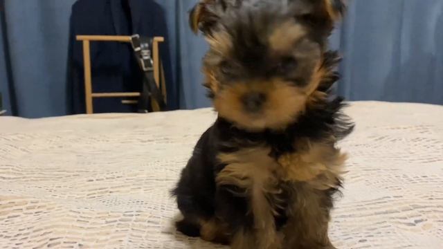 Йоркширский терьер мини. Будни щенка. смотреть онлайн