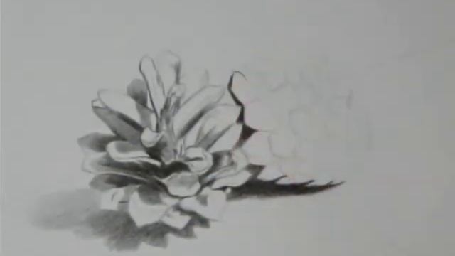 Как нарисовать сосновые шишки смотреть онлайн