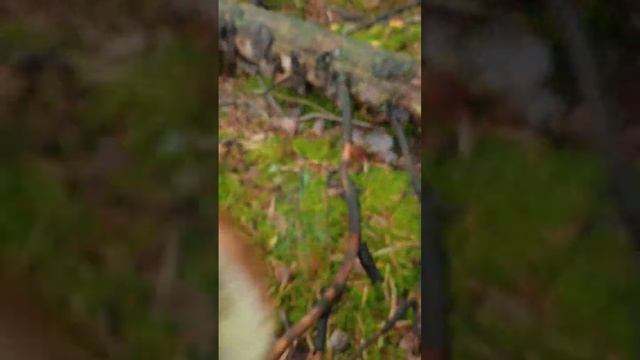 ПОЛЯНА МОХОВИКОВ ИЛИ ЭТО БЕЛЫЕ? смотреть онлайн