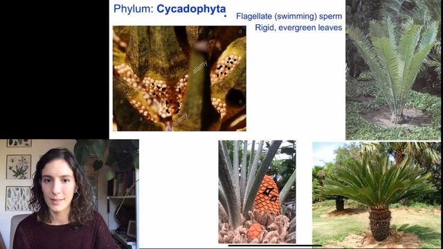 Gymnosperms смотреть онлайн