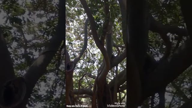Sardegna ?❤️ 24/06/2022...??? 10 minuti di passeggiata al fresco dell'Orto Botanico di Cagliari ?. смотреть онлайн