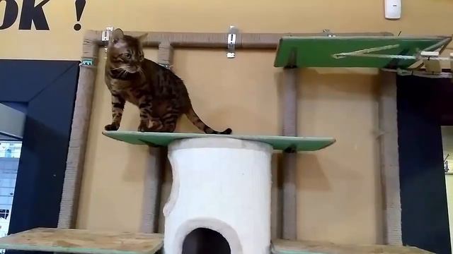 Vlog. Котейня. Идем в гости к котикам, катаемся на веломобиле. смотреть онлайн