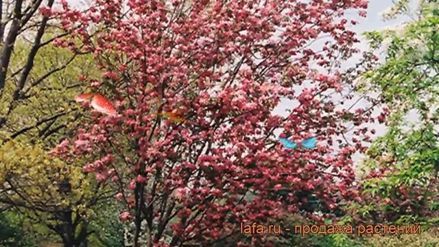 Яблоня декоративная Ред Барон (malus) ? яблоня Ред Барон обзор: как сажать саженцы яблони Ред Барон смотреть онлайн