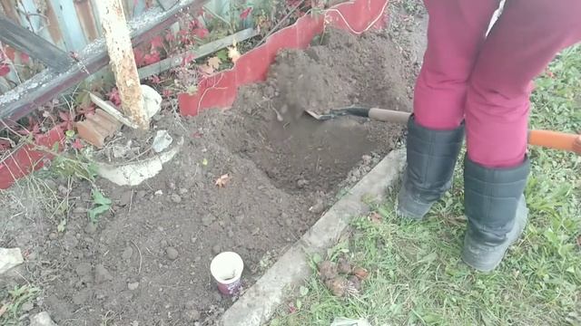 Посадка тюльпанов и нарциссов смотреть онлайн