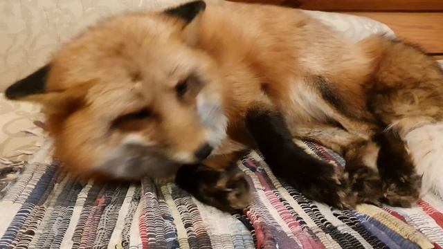 Алиса - лиса. Приходит в себя после дневного сна смотреть онлайн