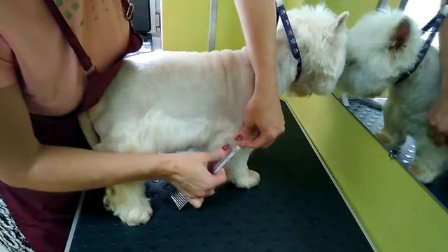 Стрижка вест хайленд уйат терьера в салоне DogStar