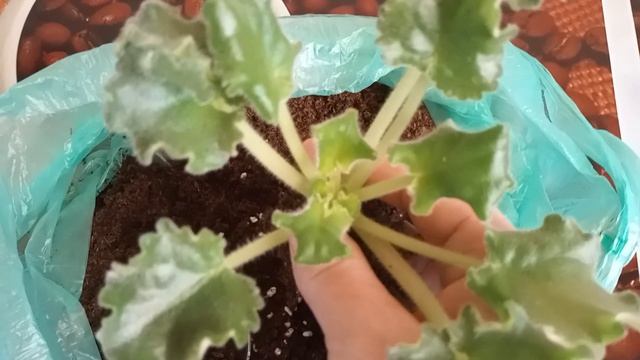 ПЕРЕСАДКА НА ВЕСНУ ! СЕКРЕТ КОТОРЫЙ ВСЕ ЗНАЮТ ) НАРАСТИМ КРАСИВУЮ МАССУ ! смотреть онлайн