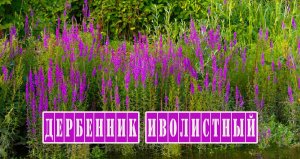 Дербенник иволистный. Лечебные свойства.