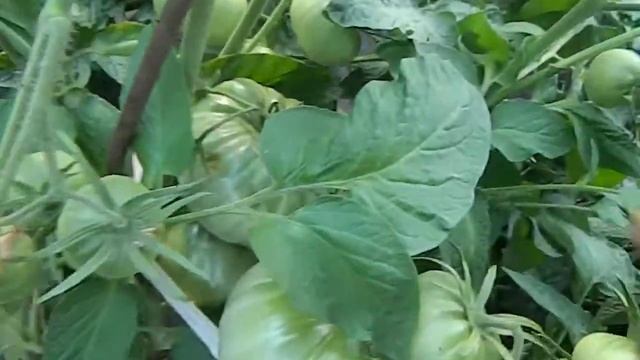 Томат Фероковкай гном. смотреть онлайн