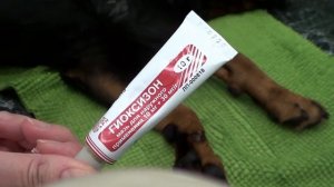 ЛЕЧИМ МЕЖПАЛЬЦЕВЫЙ ДЕРМАТИТ У СОБАКИ