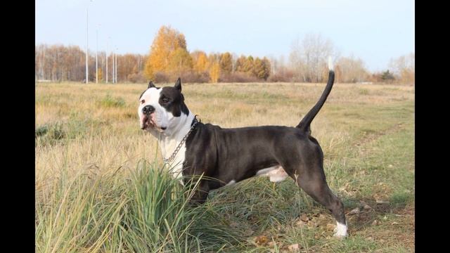 Американский стаффордширский терьер (American Staffordshire Terrier) - порода собак смотреть онлайн