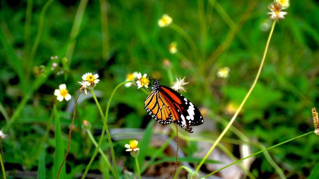 Короткий миг - авторская песня Максим Кинжал в соавторстве с Виктором Крыловым смотреть онлайн