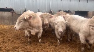 Шароле бычки