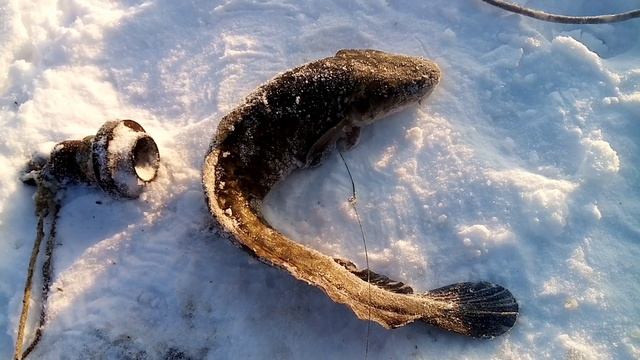 Переметы. Проверка. 18.12.2022г. смотреть онлайн