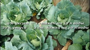 БЕЗОПАСНЫЕ  СРЕДСТВА ДЛЯ ОБРАБОТКИ КАПУСТЫ ОТ ВРЕДИТЕЛЕЙ.