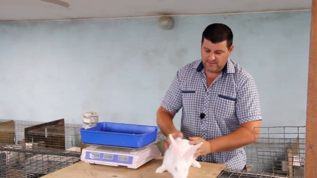 ВЫБОР САМКИ КРОЛИКА НА ПЛЕМЯ! (видео 12) смотреть онлайн