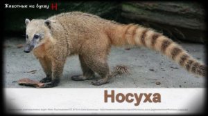 Животные на букву Н (1)