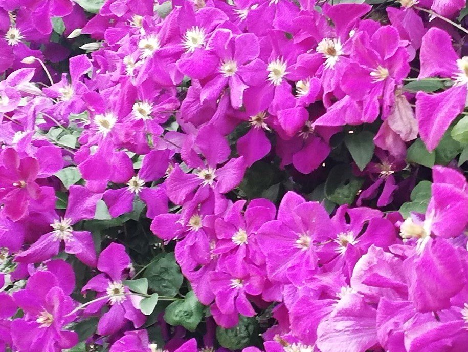 КЛЕМАТИС. ПРАВИЛА УХОДА. НАЧИНАЮЩИМ смотреть онлайн