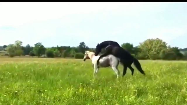 Brown and White Horse Mating at village farm 2020 смотреть онлайн