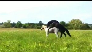 Brown and White Horse Mating at village farm 2020