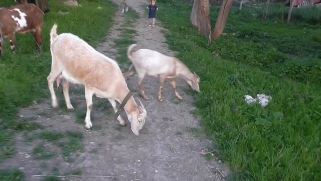 За несколько часов до Пасхальной службы//мы очень продуктивно отдохнули))))) смотреть онлайн