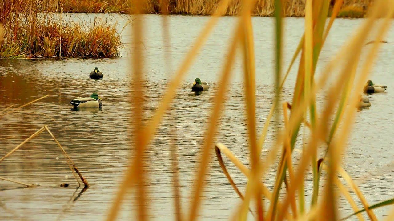 Охота на утку в идеальнкю погоду.Часть 1. смотреть онлайн