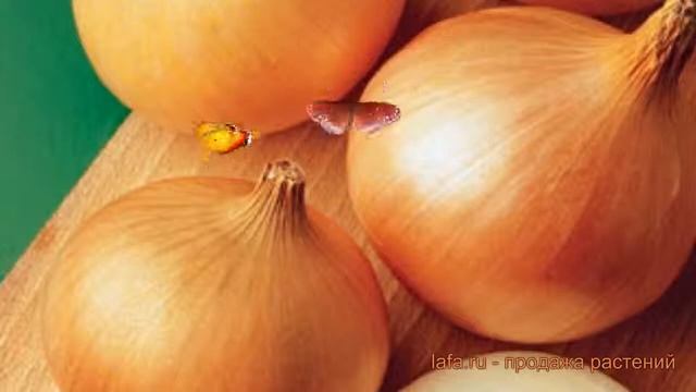 Лук репчатый Халцедон (khaltsedon) ? репчатый лук Халцедон обзор: как сажать, семена лука Халцедон смотреть онлайн