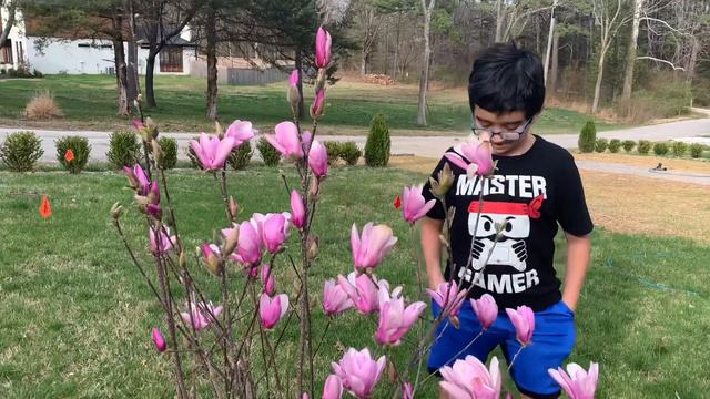 Beautiful Magnolia blooms... смотреть онлайн