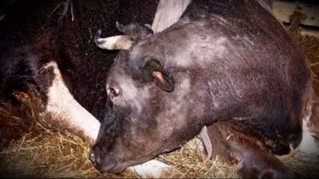 Почему корова долго не встает, и что делать смотреть онлайн