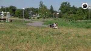 АВСТРАЛИЙСКАЯ ОВЧАРКА. Плюсы и минусы породы аусси AUSTRALIAN SHEPHERD