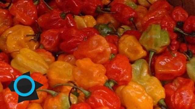 Топ 10 Самых Острых Перцев смотреть онлайн