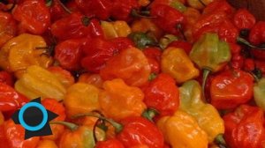 Топ 10 Самых Острых Перцев