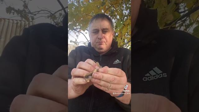 Едим корюшку смотреть онлайн