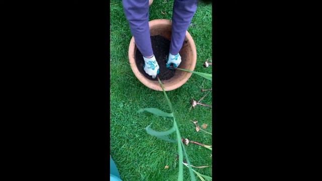 Why are my Gladioli not flowering? смотреть онлайн