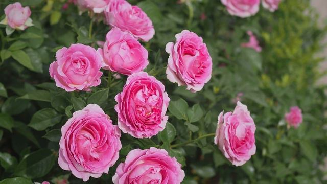 4K HDR - Kordes rose Fraulein MariaRaspberry Cupcake under the 35 heat wave