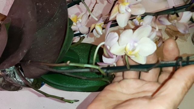 Новые Орхидеи в Посылке | Scention Парфюмерная Фабрика и Жёлтая Мини Орхидея смотреть онлайн